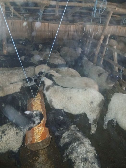 Vând miei 50 de bucati