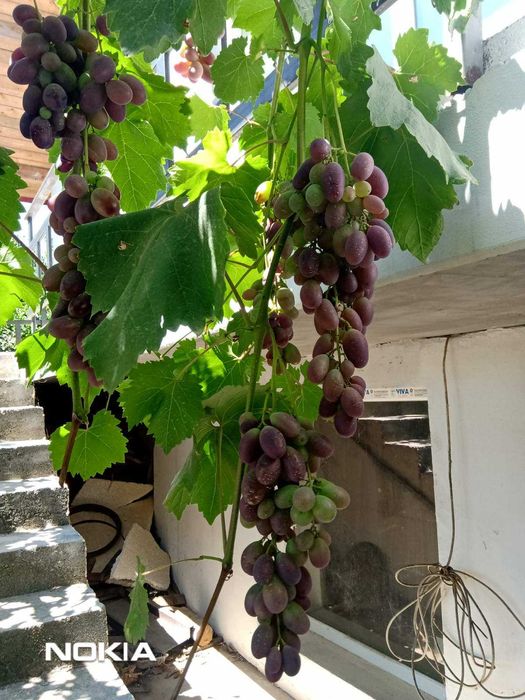 Собственик продава масивна къща в с.Бенковски, на 12км. от гр.Варна