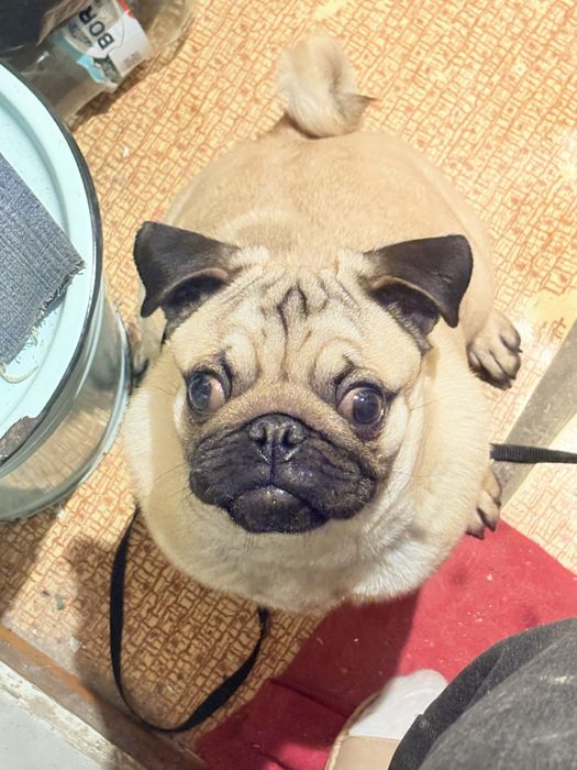 продаётся мопс чистокровный 7 месяцев