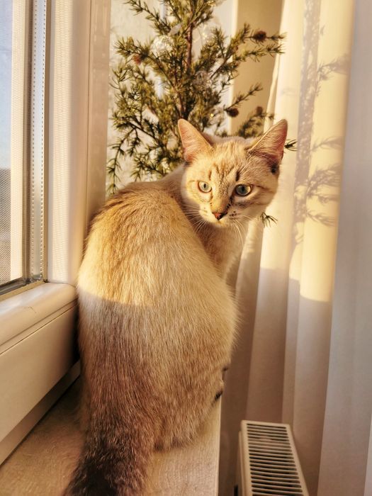 Adopție motan 6 luni - citiți atent