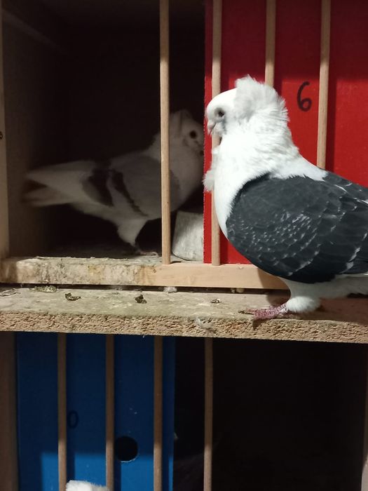 Porumbei pescarusi germani de calitate 200 roni perechea