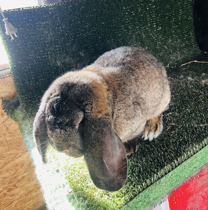 Mascul aguti din Mai 2025