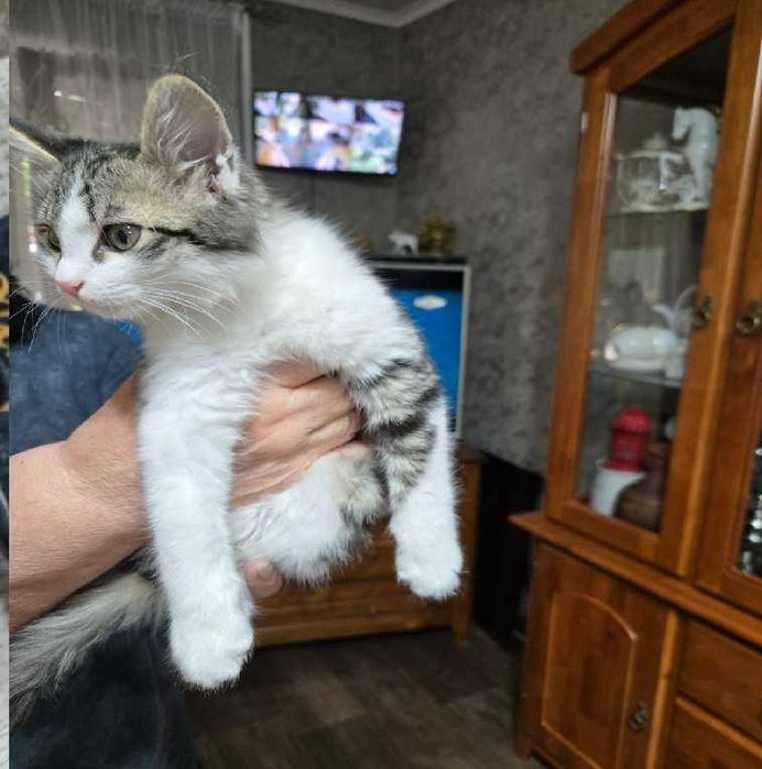 Ласковый котик ищет добрых хозяев
