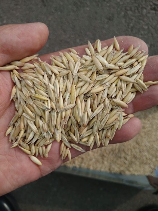 Овес, сулу, бидай, арпа