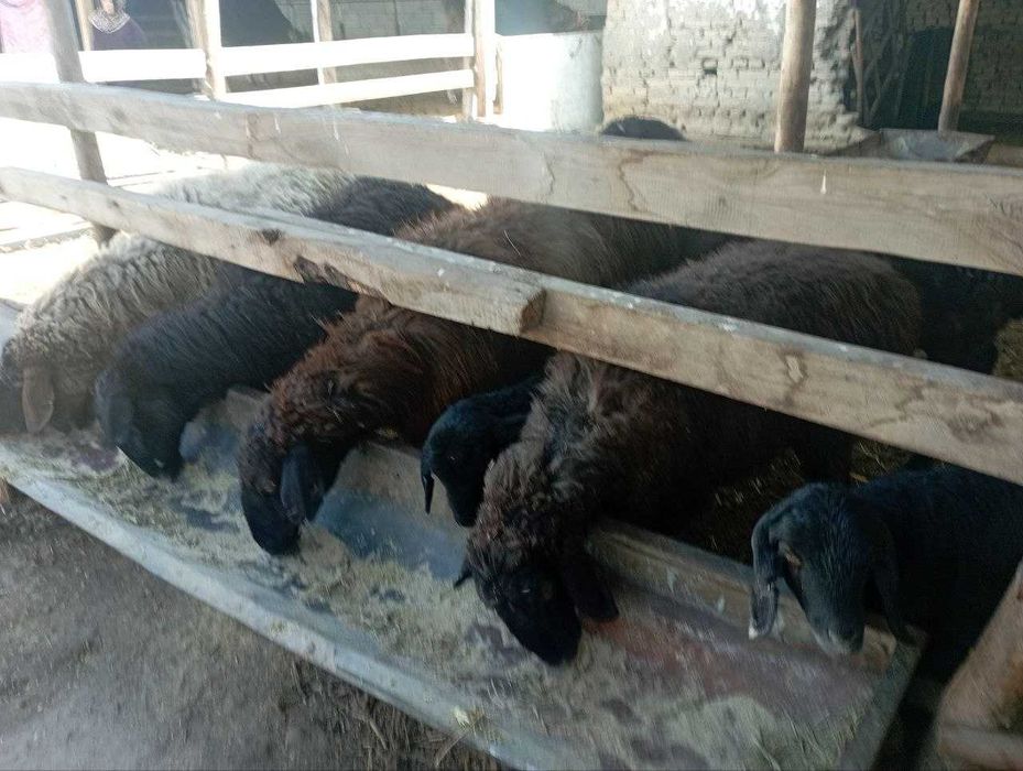 O`zbekiston iqlimiga moslashgan