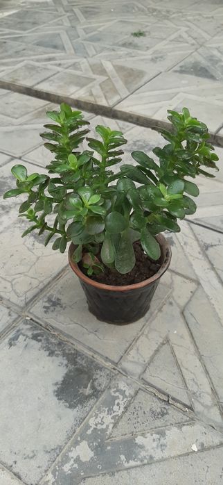 Продаётся мини денежное дерево