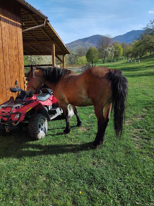 Iapa gestanta de vanzare