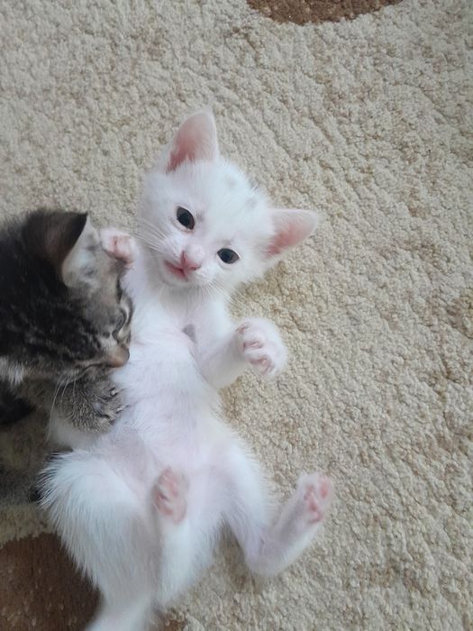 Белый котёнок мальчик. Кошка белый мальчик