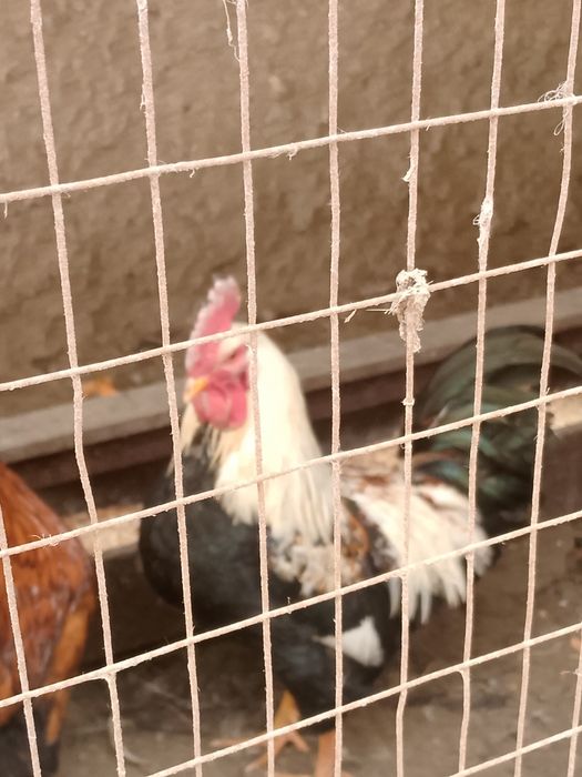 Продам молодых Петушков