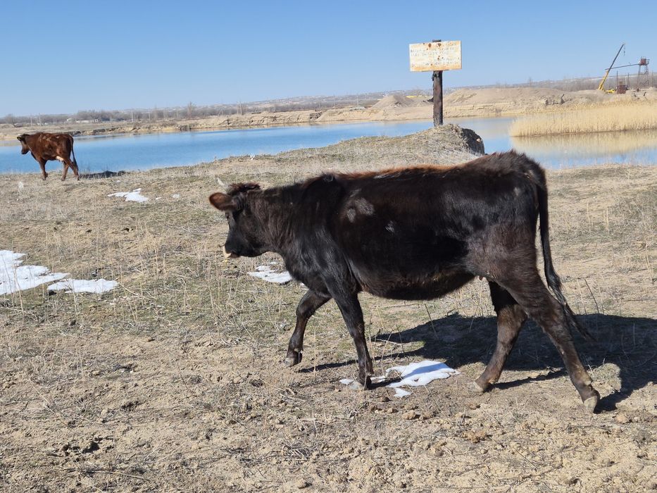 Бұзаулы сиырлар сатылады