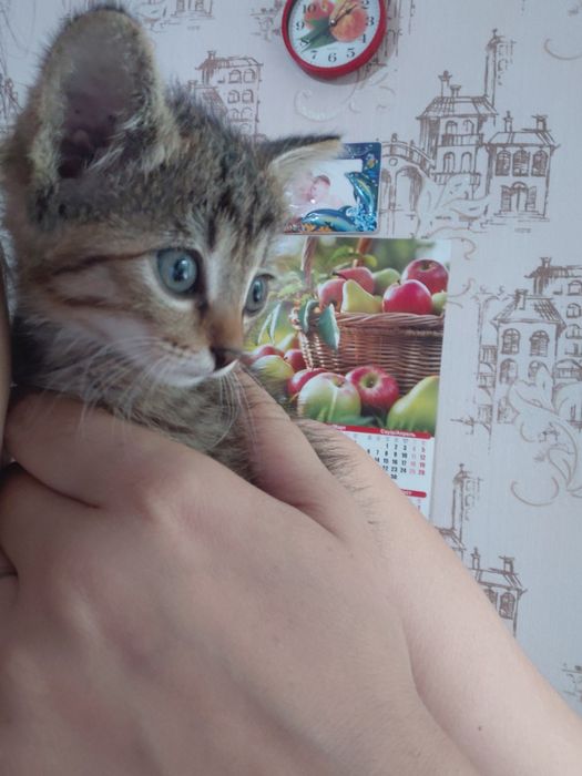 Котёнок в добрые руки