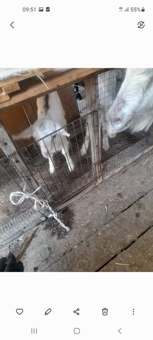 Занински ешкілер