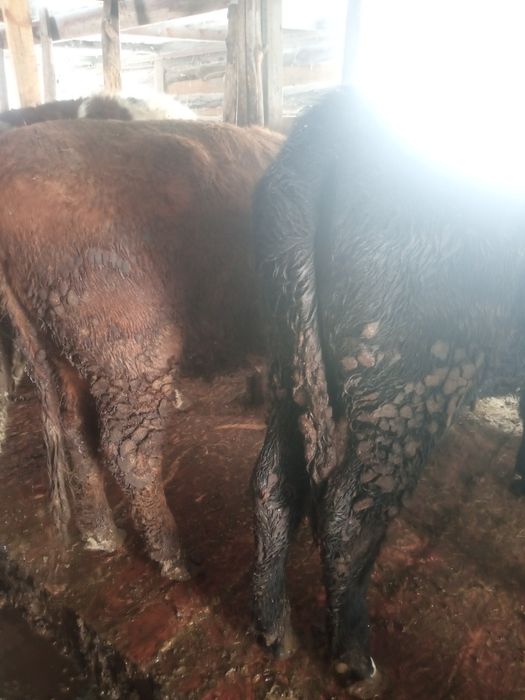 Продам две телочки