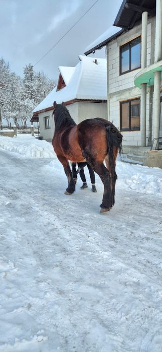 De vânzare un cal castrat de șase ani garantat la orice la  1,68 înălț