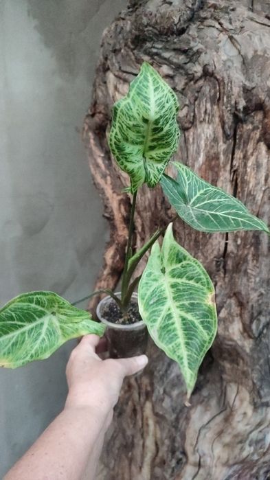 Сингониумы- растения комнатные