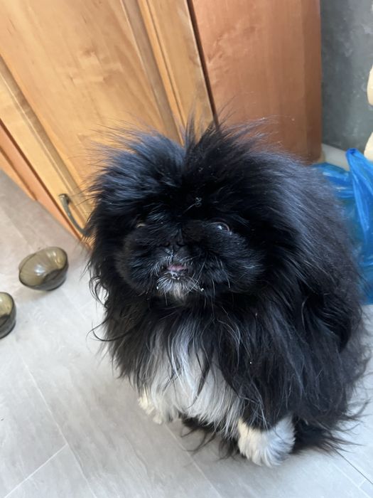 Срочно продается щенок пекинеса