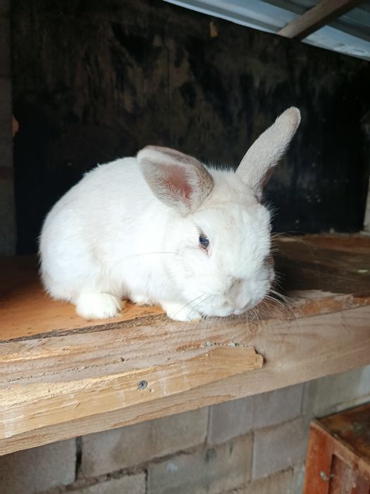 Срочно продам декоративного кролика самец