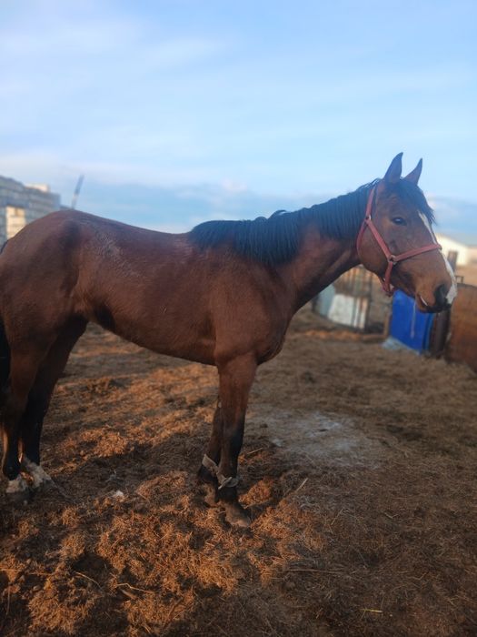 Продам кобылу 6 лет