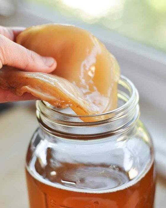 Vand Scoby de Kombucha, marime XL, probiotic fermentare acasa