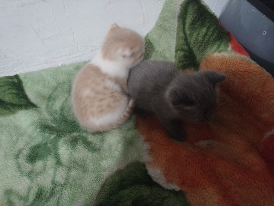 Отдам котят бесплатно