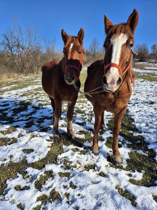 Vând sau schimb iapade 10ani si cârlană de 1 an si 7 luni