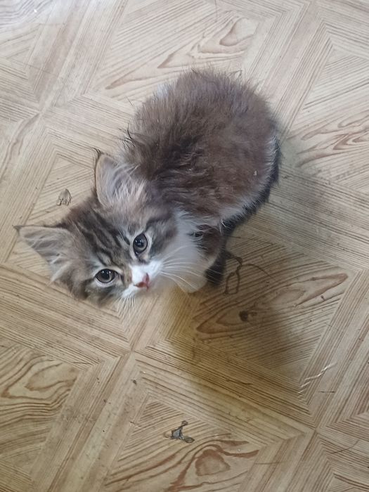 Котёнок ищет хозяина