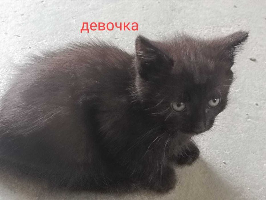 Отдадим котят бесплатно