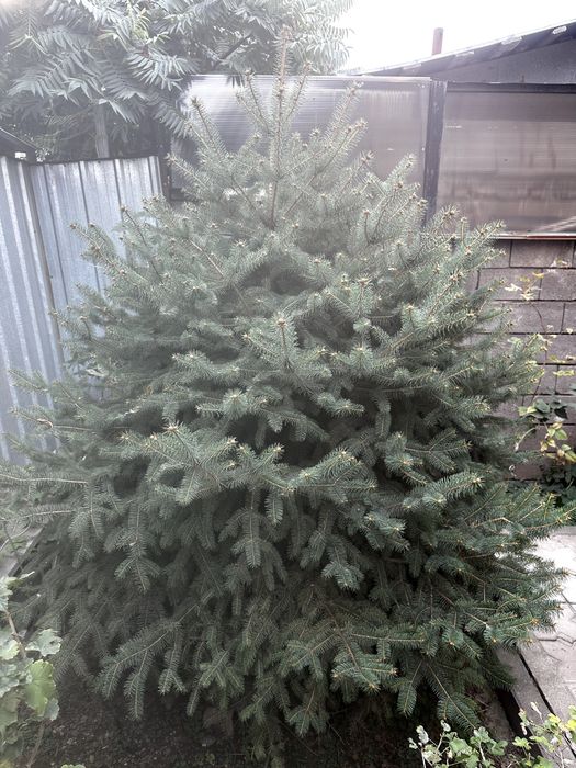 Продам зеленую Ель! 2,50х2,10