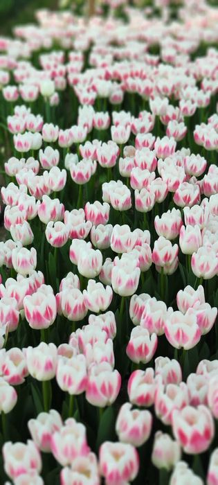 Тюльпаны  оптом.