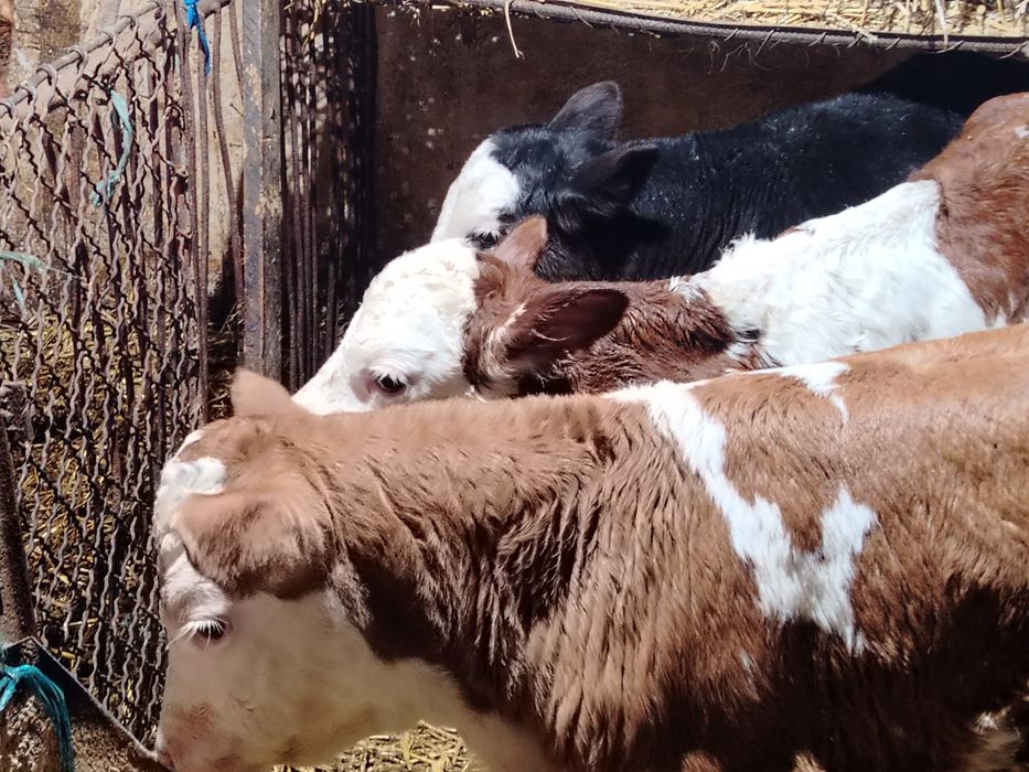 Vitei de lapte și intarcati