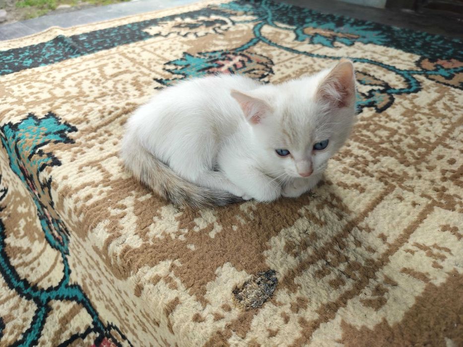 Бесплатно отдам котят