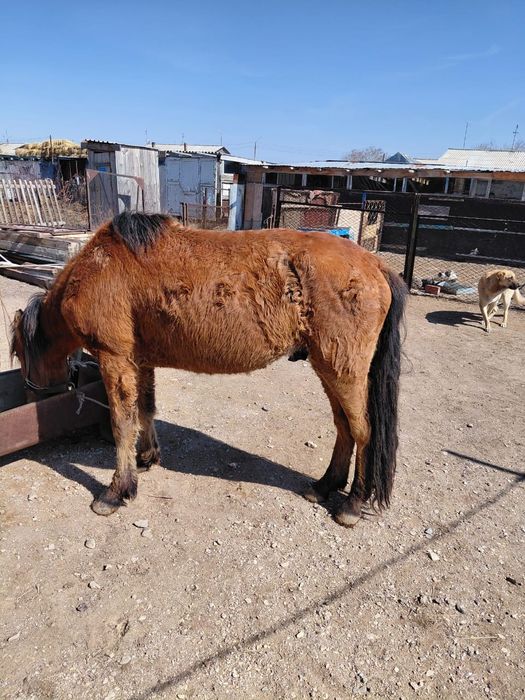 Сатылады 4 жасар