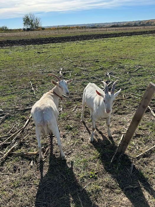 Vând țap Sanne,vârstă 8 luni