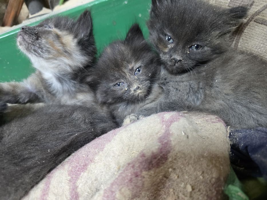 Отдам котят в добрые руки