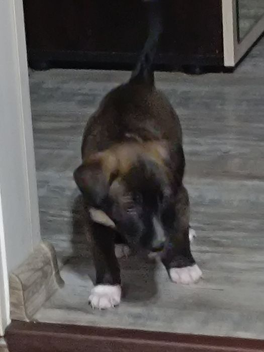 Подарявам спешно кученца!