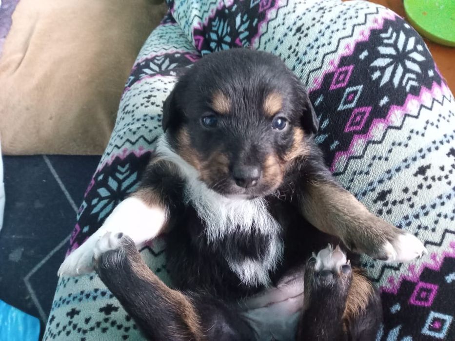 Щенки бесплатно очень милые