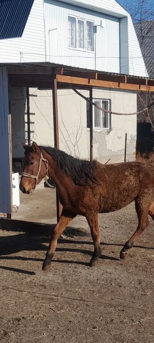 Ұзынағаш жаңақұрлыс