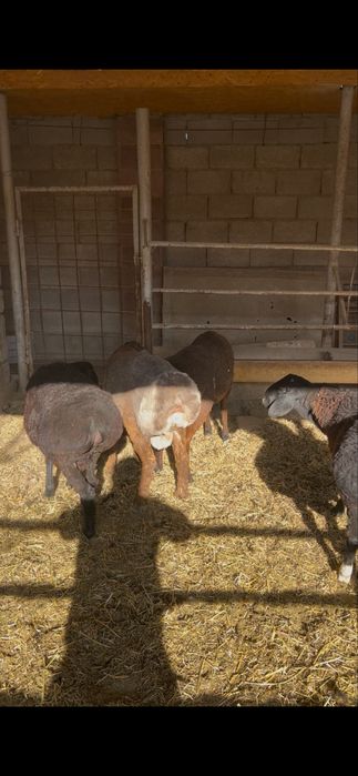 Кой кошкар баран