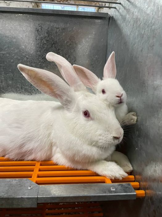 Hikol quyonlari sotiladi