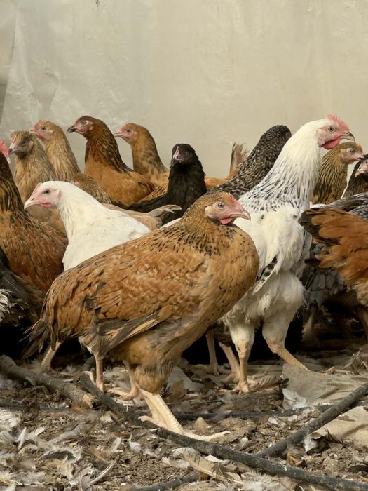 Продавам шарени    ярки