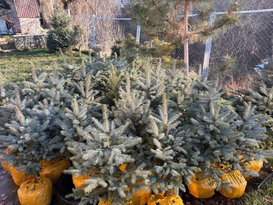 Ёлки голубые 60-80см