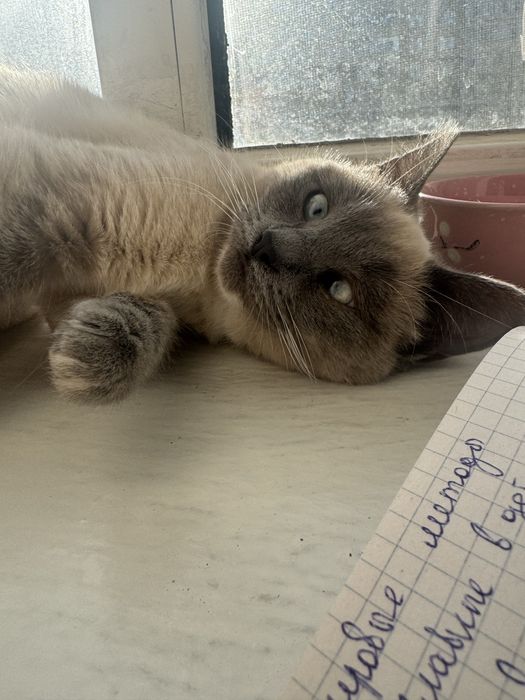 Сиамка кошка, отдам в добрые руки
