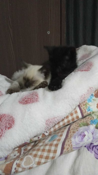 котята (обе девочки)
