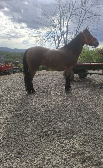 Vand iapa de 6 ani