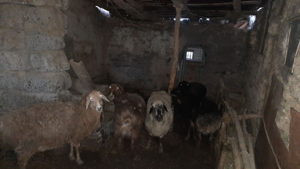 Семіз саулық қойлар