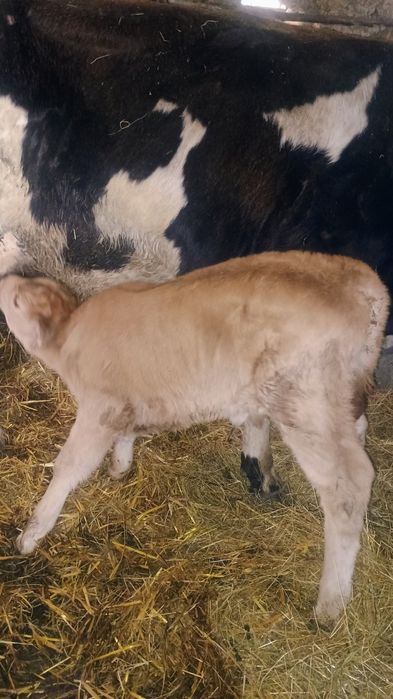 Vând 3 viței de monta