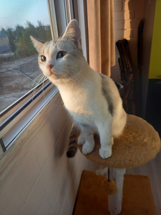 Отдам котика в добрые руки.