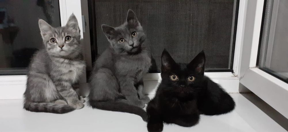 Отдаются милые котята в добрые руки!