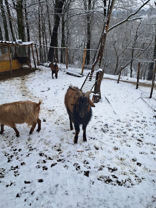 Vând țap anglo -nubian