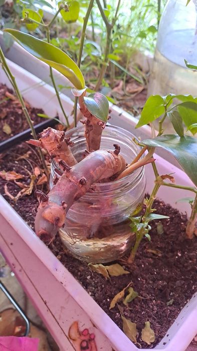 Продам черенки филодендрона